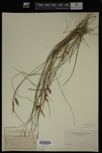 Carex limosa image
