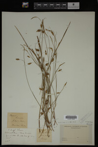 Carex limosa image