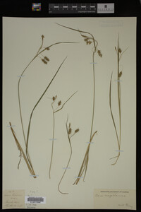 Carex limosa image