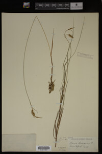 Carex limosa image