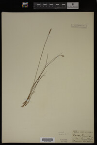 Carex limosa image