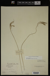 Carex limosa image