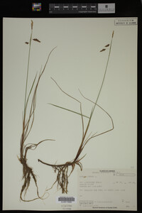 Carex limosa image