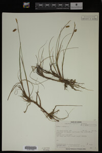 Carex limosa image