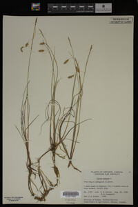 Carex limosa image