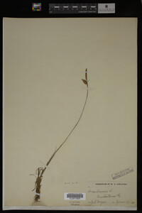Carex limosa image