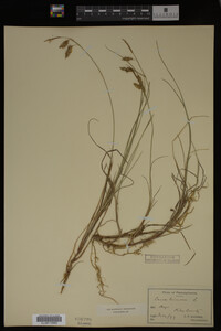Carex limosa image