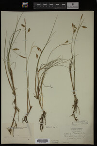 Carex limosa image