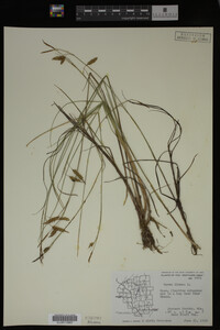 Carex limosa image
