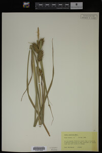 Image Associated With the Occurrence