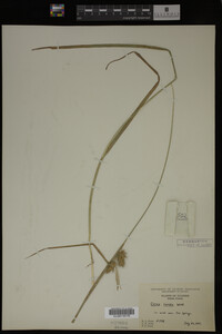 Carex lurida image