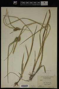 Carex lurida image