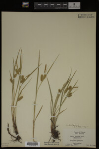 Carex lurida image