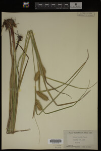 Carex lurida image