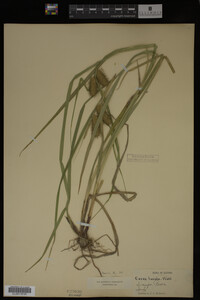 Carex lurida image