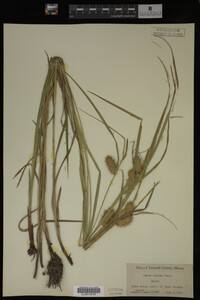 Carex lurida image