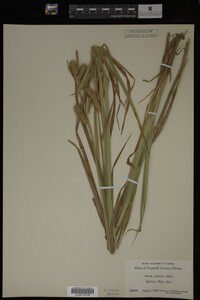 Carex lurida image