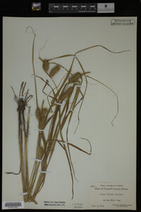 Carex lurida image