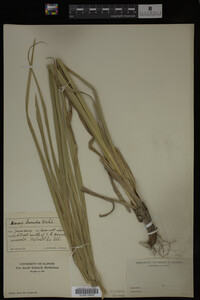 Carex lurida image
