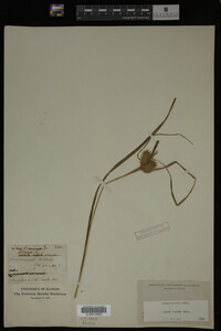 Carex lurida image