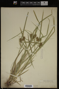 Carex lurida image