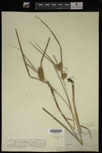 Carex lurida image