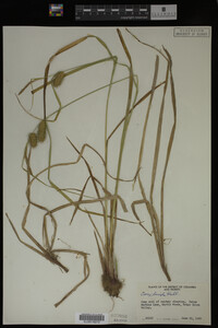 Carex lurida image