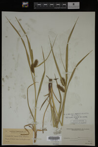Carex lurida image