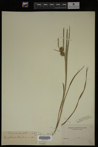 Media resource of Carex lurida