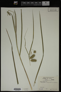 Carex lurida image