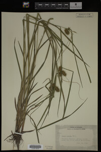Carex lurida image