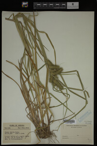 Carex lurida image