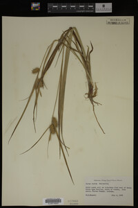 Carex lurida image