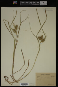 Carex lurida image
