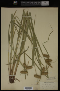 Carex lurida image