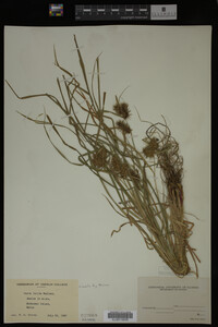 Carex lurida image