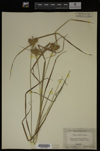Carex lurida image