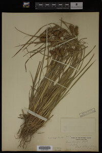 Carex lurida image