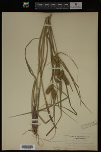 Carex lurida image