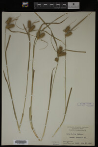 Carex lurida image