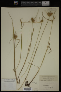 Carex lurida image