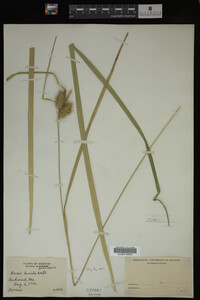 Carex lurida image
