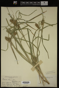 Carex lurida image