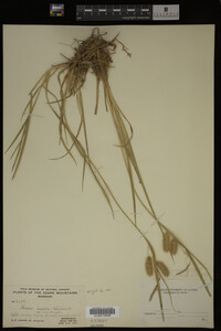 Carex lurida image