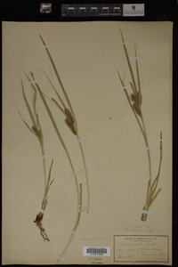 Carex lurida image