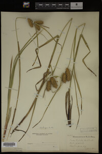 Carex lurida image