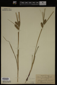 Carex lurida image