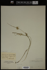Carex lurida image