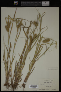 Carex lurida image