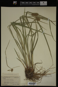 Carex lurida image